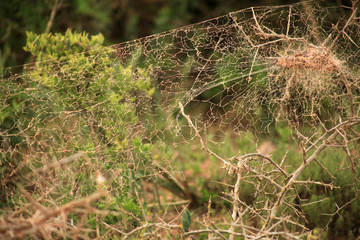 telaraña