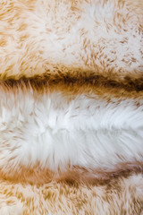 Texture fur of sheep