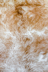 Texture fur of sheep