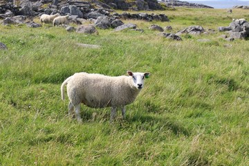 Naklejka premium Sheep on the Western coast of the island Karmoy, Norway.