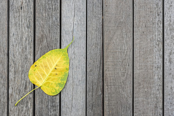 Fototapeta na wymiar Yellow bodhi leaf on wood floor