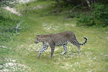 The leopard in Sri Lanka