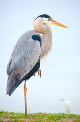 Portrait of great blue heron resting on one leg standing in the grass along a river shoreline