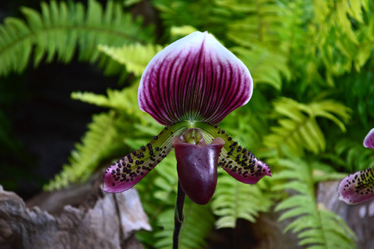 Lady slipper orchid, Paphiopedilum sp., Family Orchidaceae, Central of Thailand