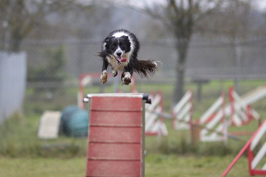 Border Collie Agility