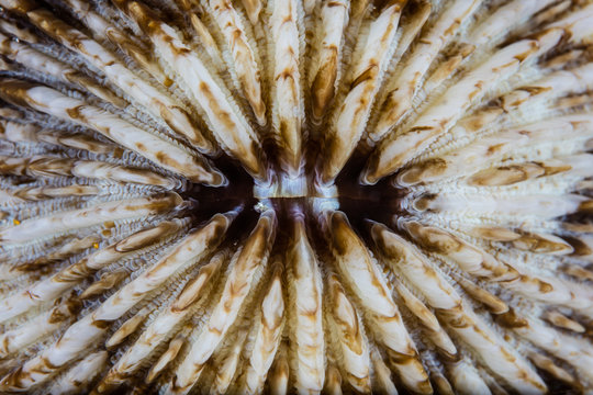 Pattern and Texture Detail of Fungia Coral