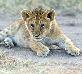 Portrait of Leo