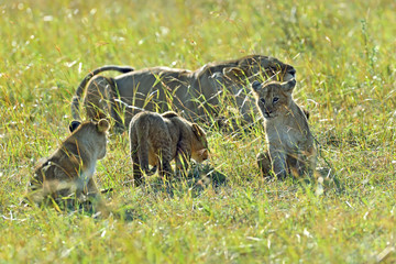 Portrait of young Lion