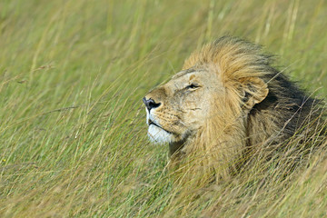Portrait of young Lion