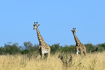 Giraffe in the African savannah