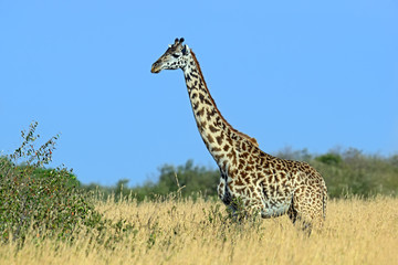 Naklejka na ściany i meble Giraffe in the African savannah
