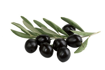 olive branch with black olives on white background isolated