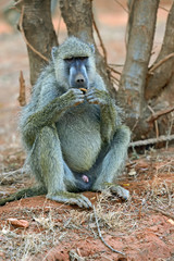 Baboon in the wild African