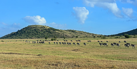 Zebra in the Masai Mara