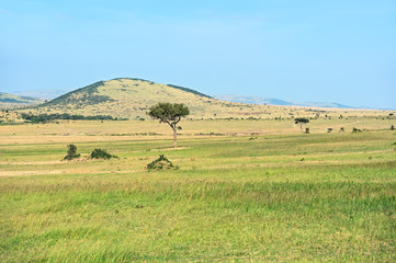 Fototapeta na wymiar Tree in the savannah Masai Mara