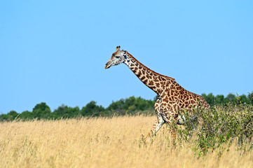 Giraffe in the African savannah