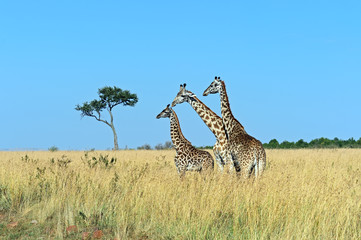 Giraffe in the African savannah