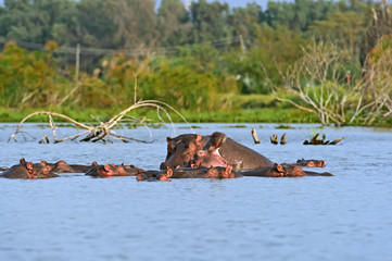 Hippopotamus Masai Mara