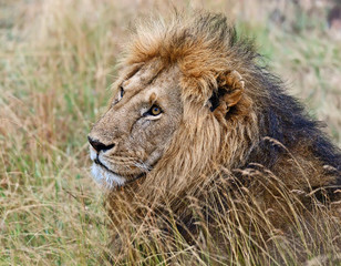 Portrait of young Lion