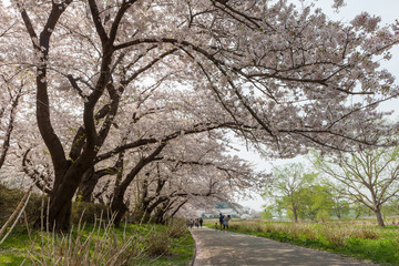 Fototapeta na wymiar Cherry blossoms in Tenshochi park, Kitakami city, Japan