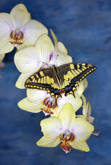 swallowtail butterfly (papilio machaon) on orchid