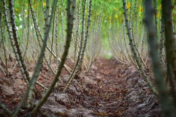 Tapioca plantation