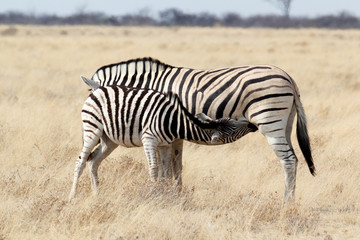 Naklejka na ściany i meble Zebra foal with mother in african bush