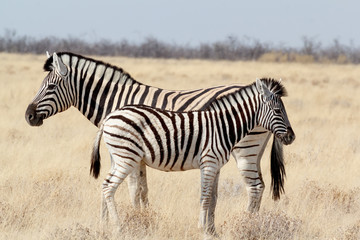 Obraz na płótnie Canvas Zebra foal with mother in african bush