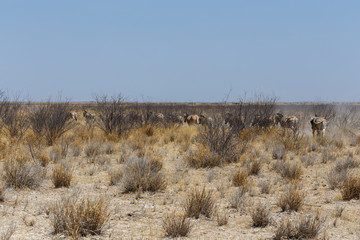 herd of Zebra in african bush