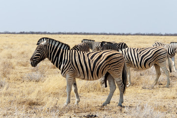 Obraz na płótnie Canvas herd of Zebra in african bush
