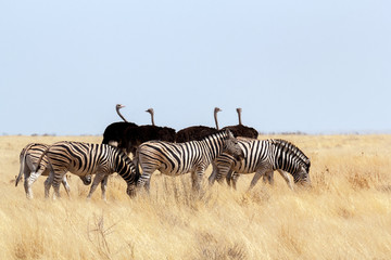 Fototapeta na wymiar herd of Zebra and ostrich in african bush