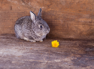 little Rabbit on wooden background