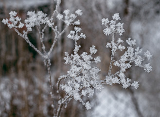 beautiful frozen winter plant