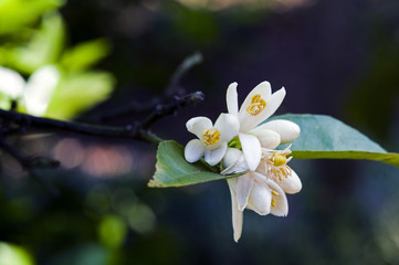 Persian lime tree in bloom
