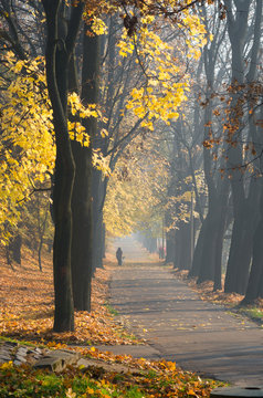 Colorful tree alley in the autumn park with walking people on sunny day in Krakow, Poland,