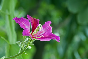 Brazilian orchid tree in bloom