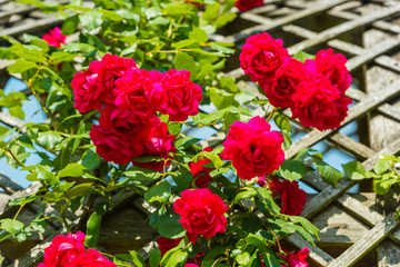 Bush of beautiful roses in a garden