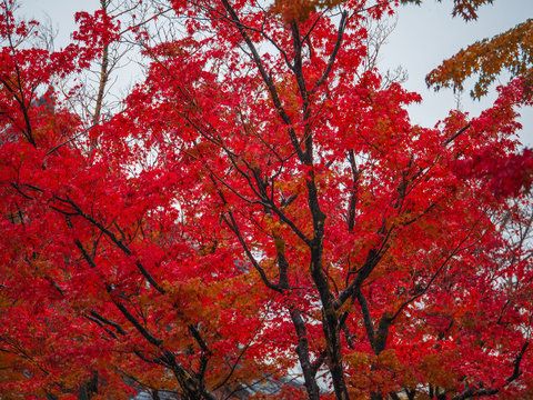 Red autumn leaves at mountain fuji