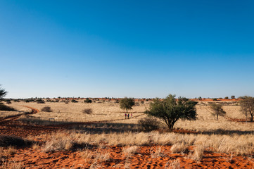 Wanderung in der Kalahari, Namibia