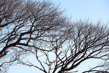 dry tree background.