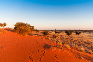Spuren im Sand der Kalahari, Namibia, Abendstimmung - obrazy, fototapety, plakaty