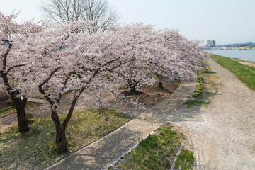 Kitakami riverside Cherry blossoms or Sakura in Kitakami city, I