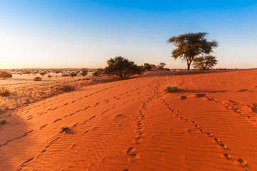 Spuren im Sand der Kalahari. Namibia