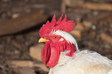 Profile portrait of white rooster Transylvanian. Copy space. Free space for text. Egg meat breeds of chickens