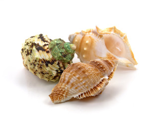 Muschelgehäuse