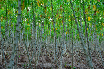 Tapioca plantation