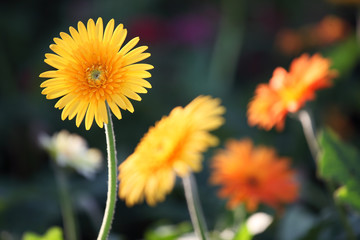 colorful gerbera flower