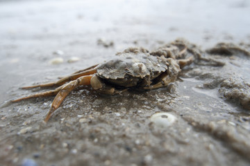 Nordsee Krebs am Strand