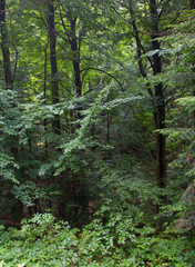 Lush foliage of summetime beech stand in Bieszczady
