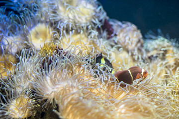 Naklejka na ściany i meble tropical, clownfish in coral bank in the sea